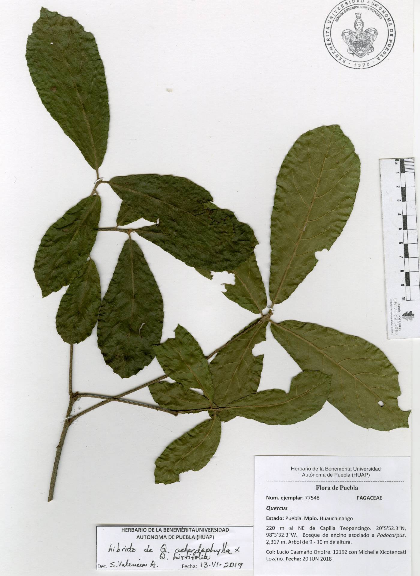 Quercus acherdophylla image