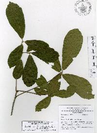 Quercus acherdophylla image