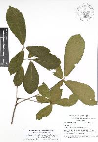 Quercus acherdophylla image