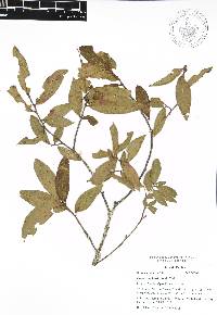 Quercus acherdophylla image