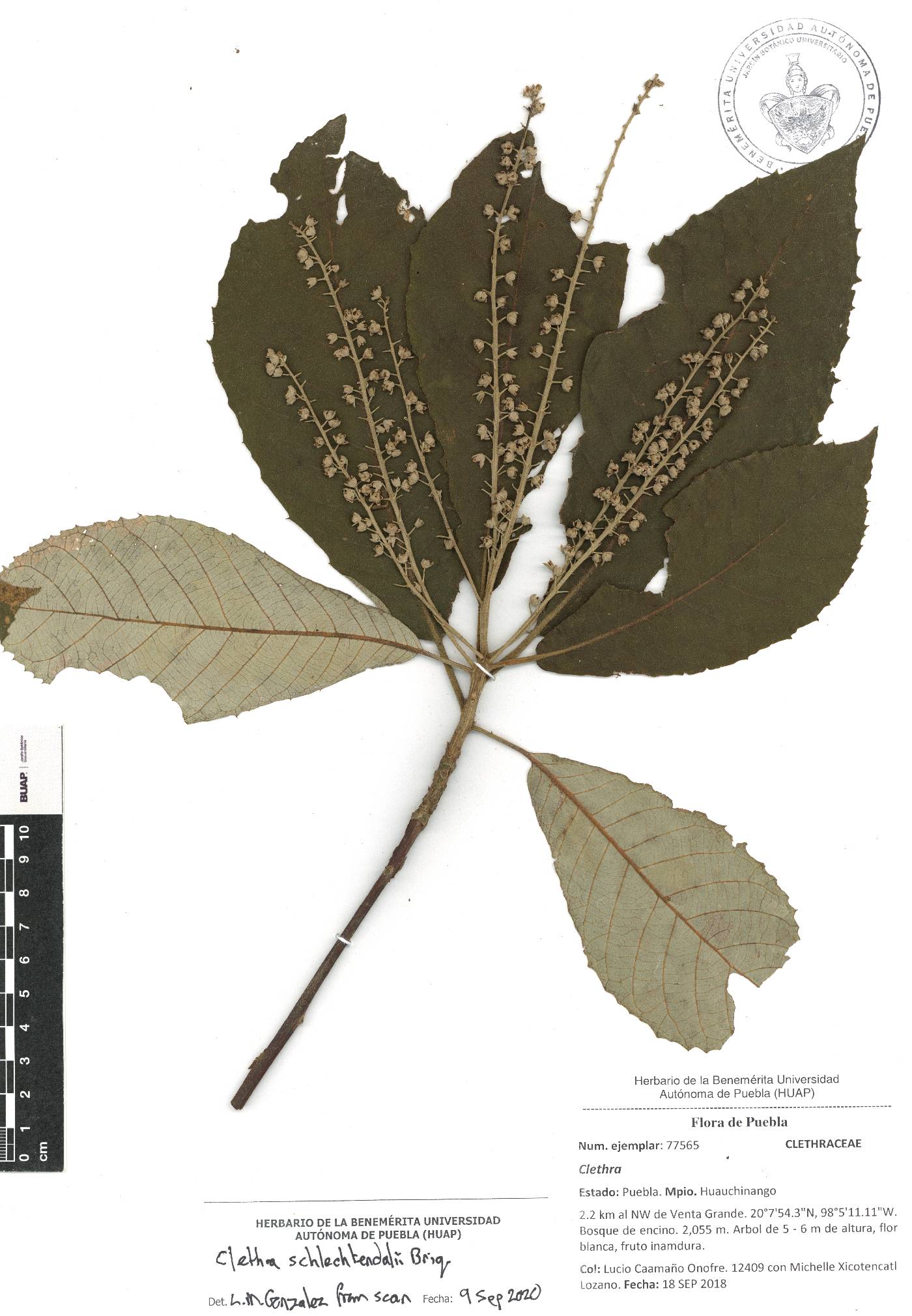 Clethra schlechtendalii image