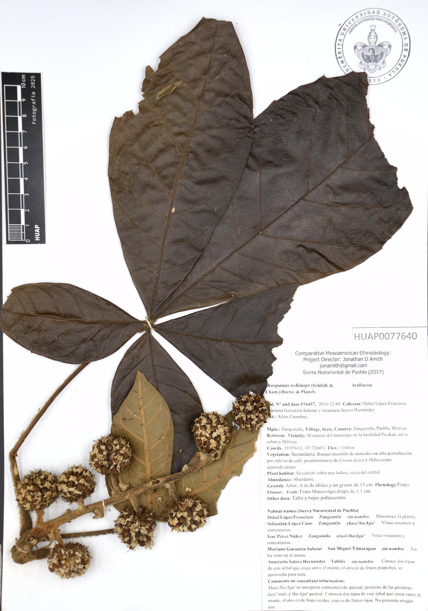 Oreopanax echinops image