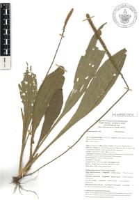 Plantago australis image