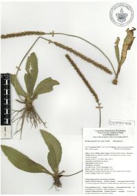 Plantago australis image