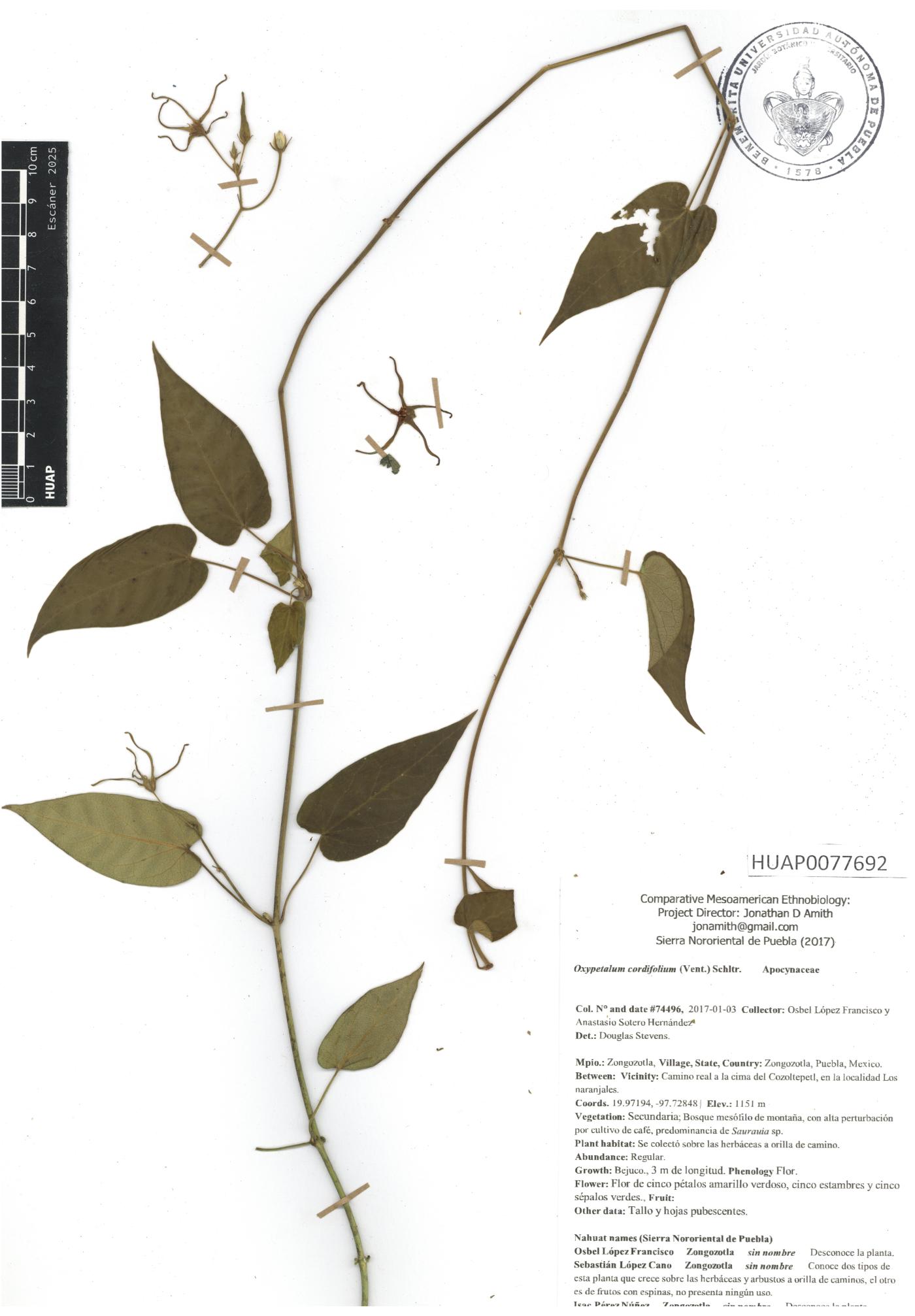 Oxypetalum cordifolium image