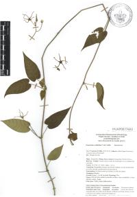 Oxypetalum cordifolium image