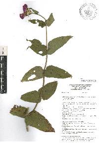 Zinnia violacea image