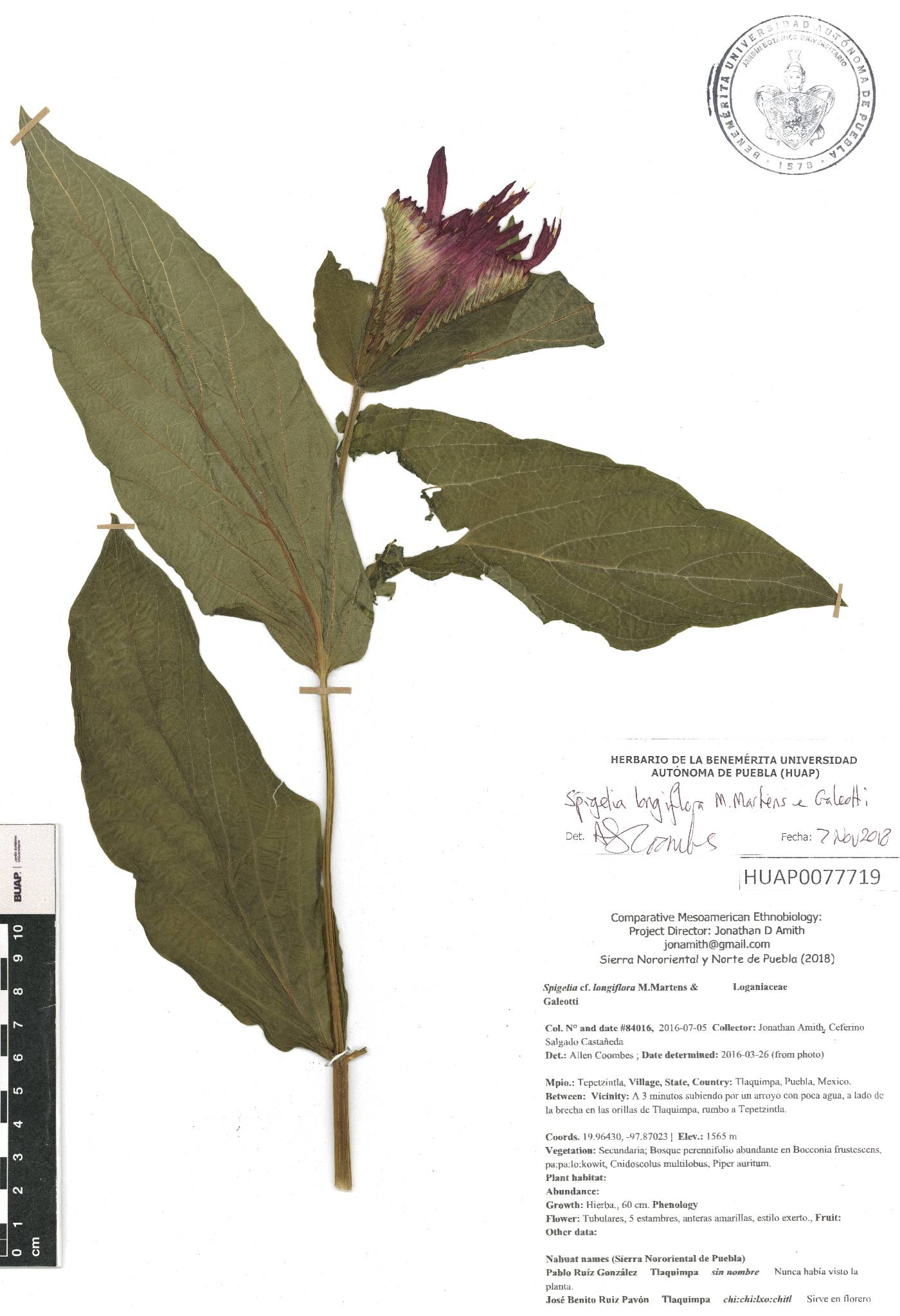 Spigelia longiflora image