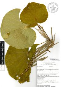Lepianthes peltata image