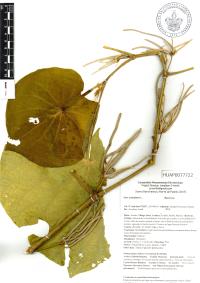 Lepianthes peltata image