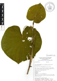 Lepianthes peltata image