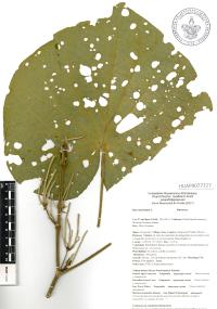Lepianthes peltata image
