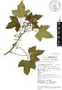 Kearnemalvastrum lacteum image