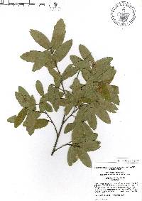 Quercus porphyrogenita image