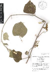 Vitis cinerea var. helleri image