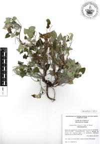 Omphalodes aliena image