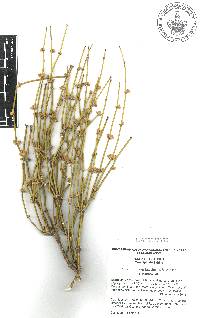 Ephedra aspera image