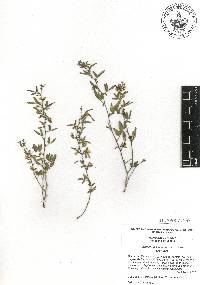 Rhynchosia senna image