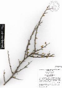 Rhus microphylla image