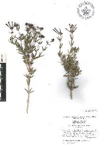 Bouvardia ternifolia image