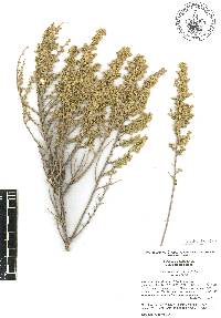 Baccharis pteronioides image