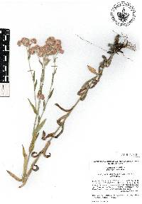 Pseudognaphalium roseum image