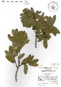 Quercus porphyrogenita image