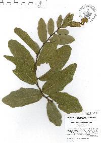 Quercus porphyrogenita image