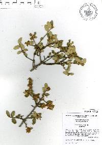 Quercus intricata image