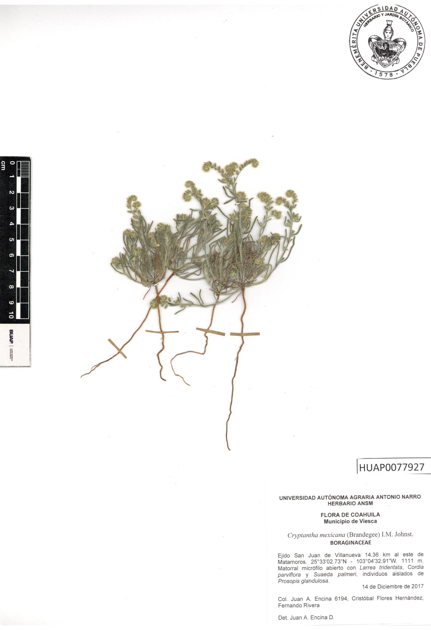 Johnstonella mexicana image