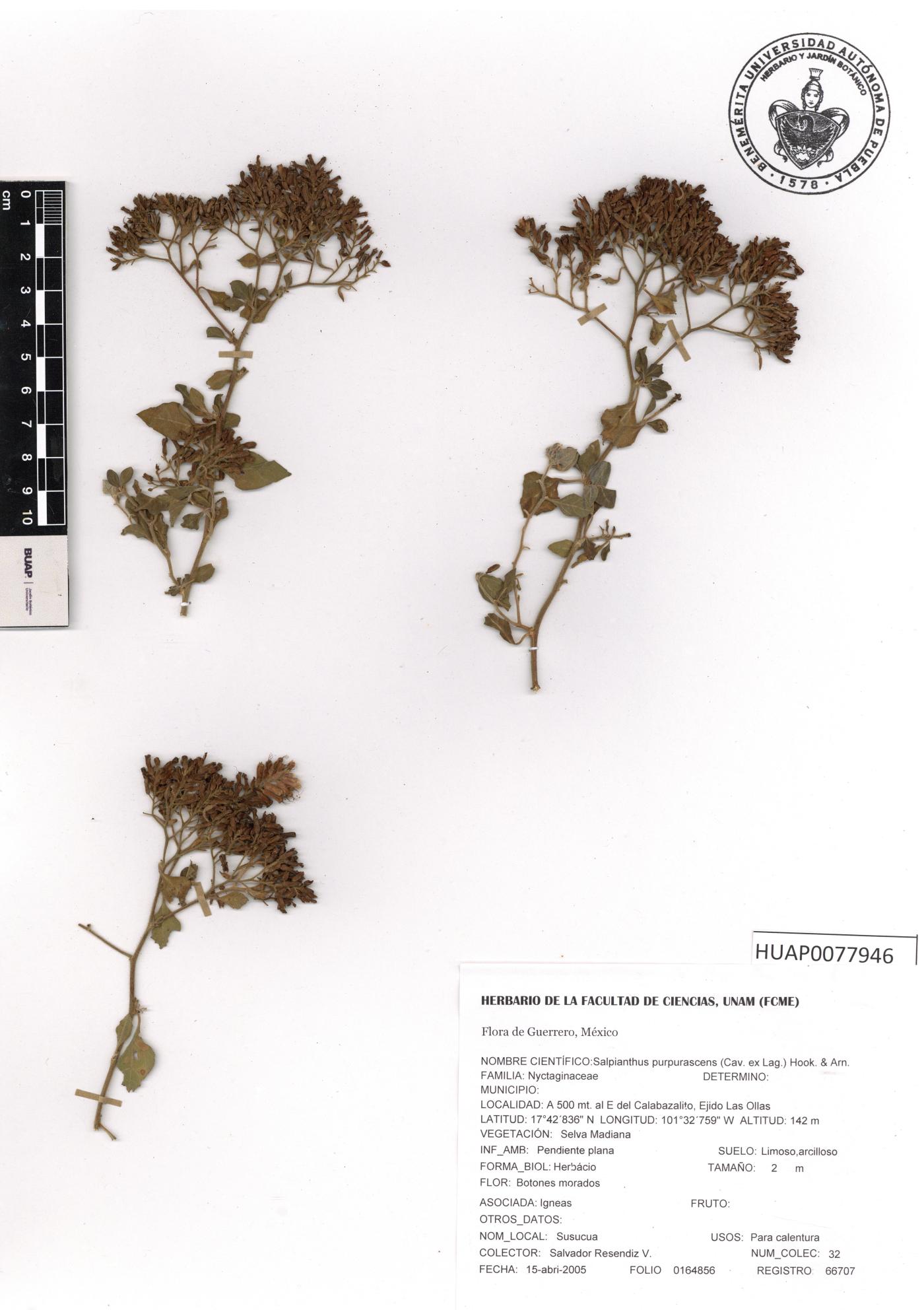 Salpianthus purpurascens image