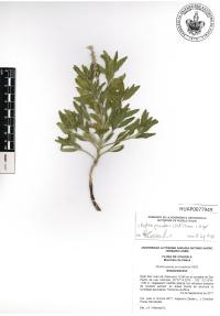 Euploca procumbens image