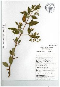 Monochaetum pulchrum image