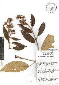 Miconia xalapensis image