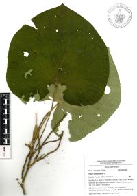 Lepianthes peltata image