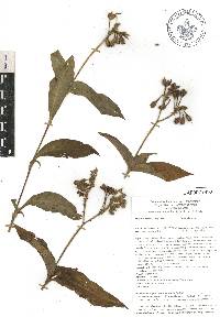 Tinantia erecta image