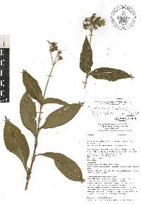 Tinantia erecta image