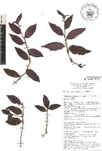 Tradescantia zebrina image