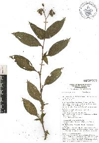 Tinantia erecta image