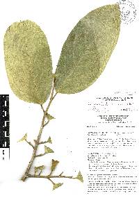 Quararibea funebris image