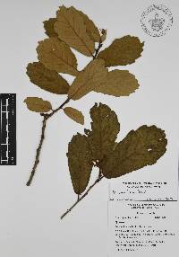 Quercus ariifolia image