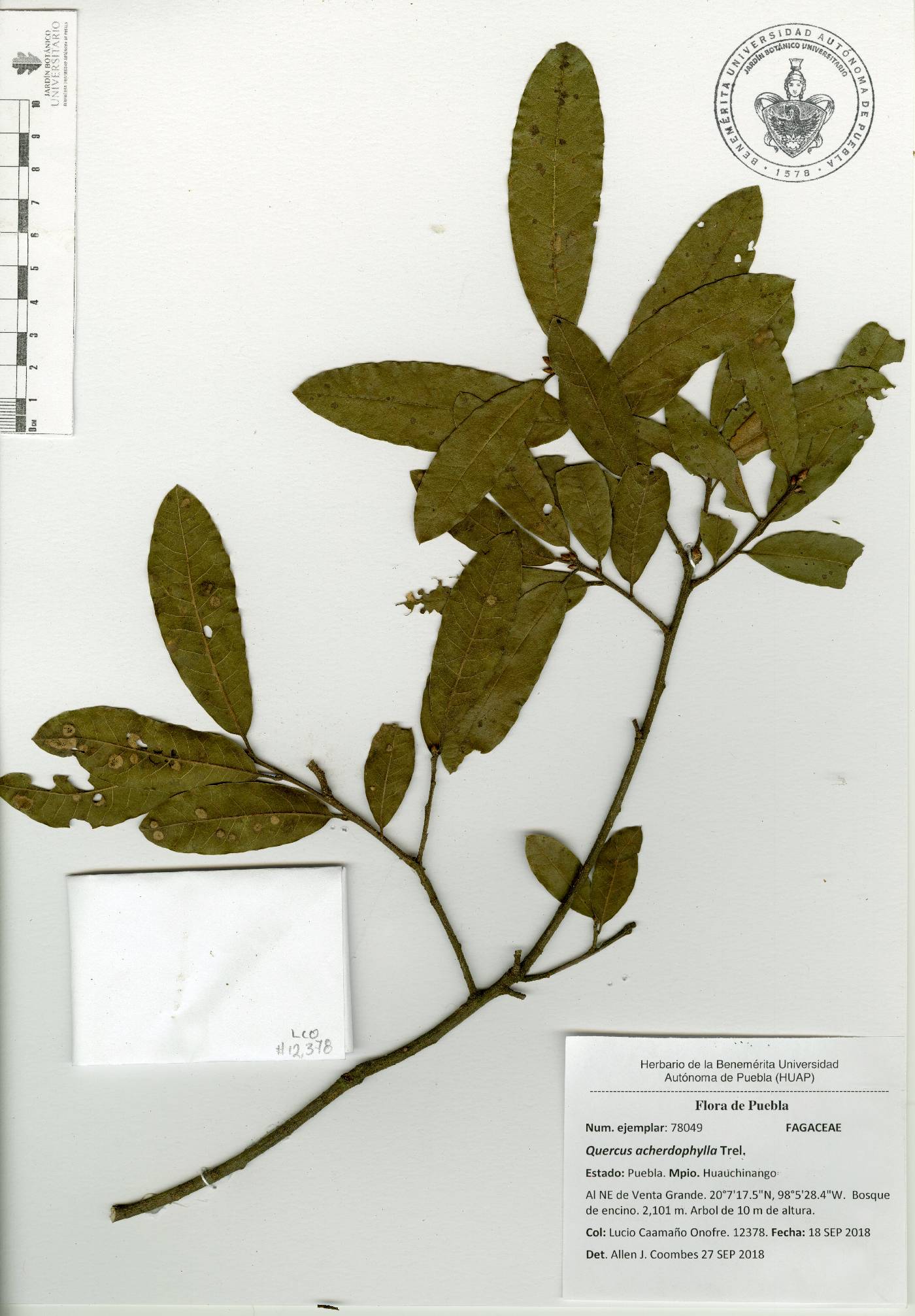 Quercus acherdophylla image