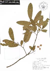 Quercus acherdophylla image