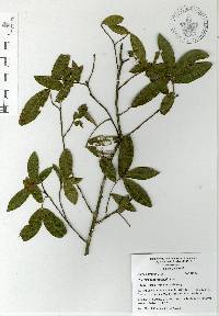 Quercus acherdophylla image