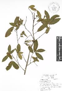 Quercus acherdophylla image