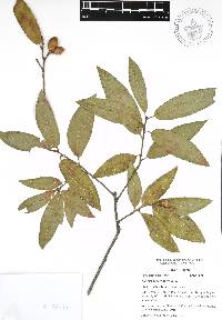 Quercus acherdophylla image