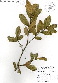 Quercus repanda image