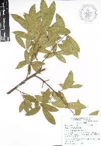 Quercus acherdophylla image