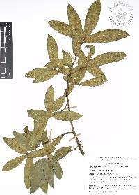 Quercus acherdophylla image