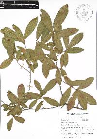 Quercus acherdophylla image